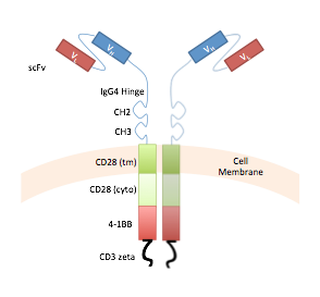 Single-input, third-generation CAR containing CD28 and 4-1BB co-stimulatory signals